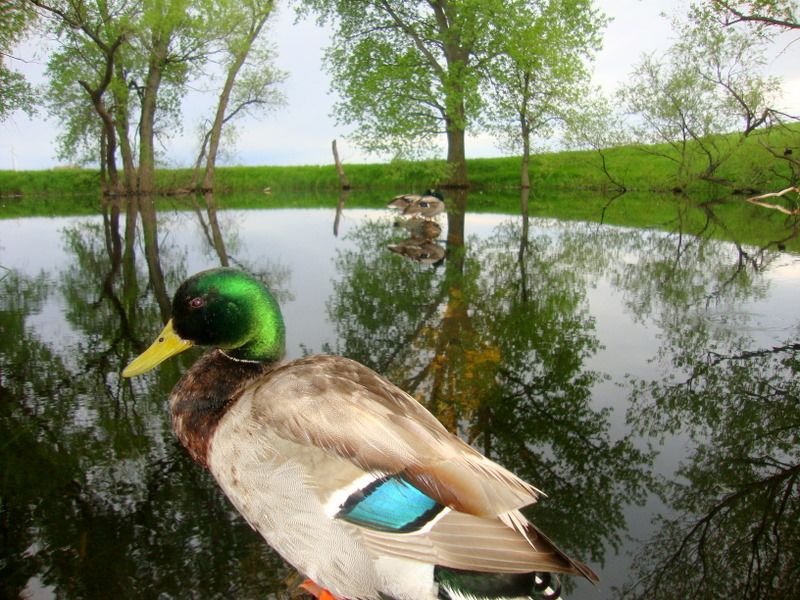 SW Minnesota duck trail pics 06052011 Puddler Duck Hunting